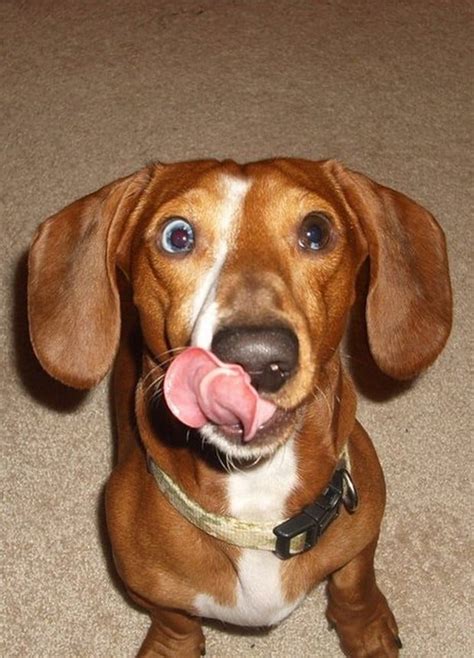 A Funny Gallery Of Dogs Sticking Out Their Tongues