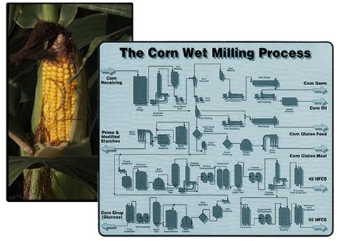 For instance, lime, lemon, oranges are citrus fruits. A Sour Deception: Citric Acid Comes From GMO Black Mold ...