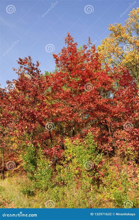 Beautiful Autumn Trees And Bushes In The Park Autumn Red And Yellow