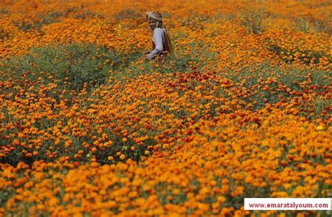 Check spelling or type a new query. الربيع "الحقيقي".. - الإمارات اليوم