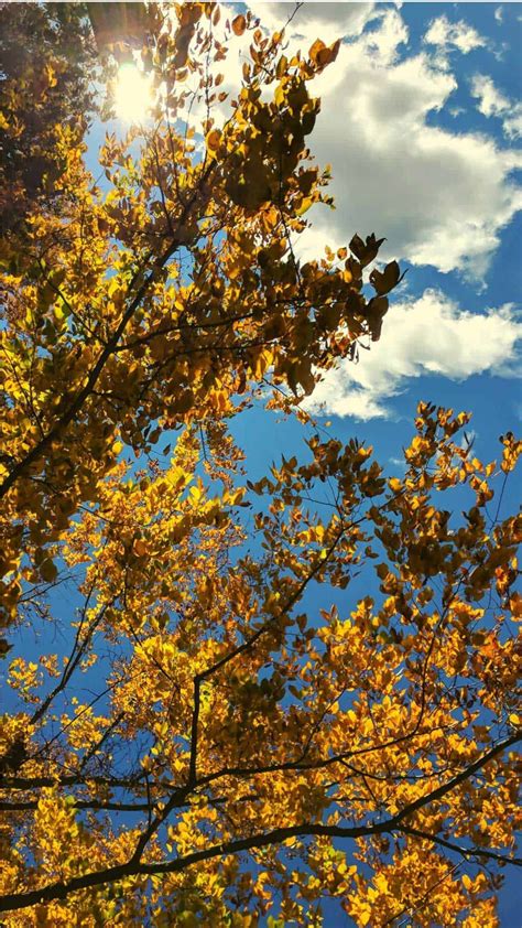 Check spelling or type a new query. Free Autumn Wallpaper and Fall Backgrounds for Your Phone! | Fall background, Cute fall ...