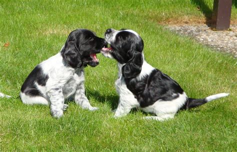 Spaniel-Club der Schweiz - English Cocker Spaniel