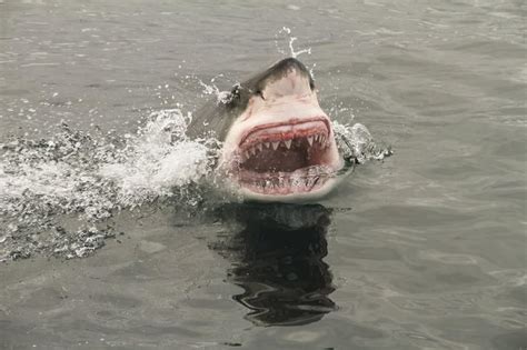 Make your shark stronger and bigger by eating the most people as well. 20 Horrifying Shark Attacks That Will Make You Question ...