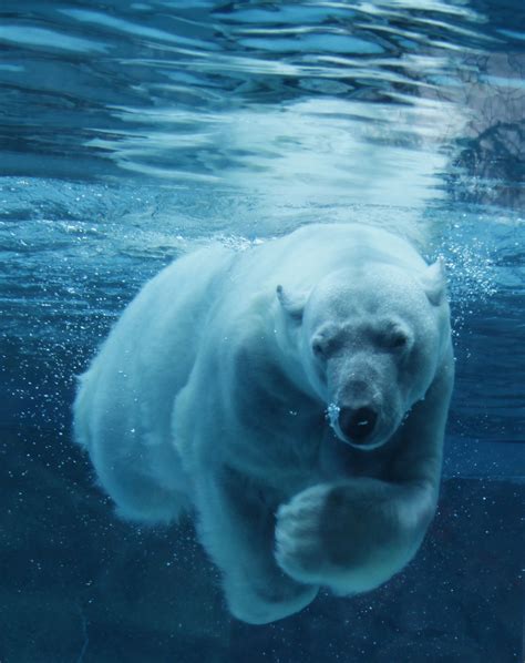 Lincoln Park Zoo Love To Watch The Polar Bears Swim Cute Wild Animals