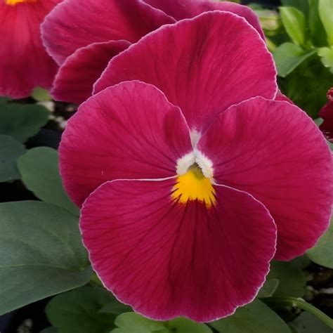 Pansy Delta Pure Rose Beds And Borders