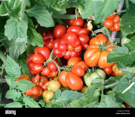 Reisetomate Tomate Lycopersicon Esculentum Stock Photo Alamy