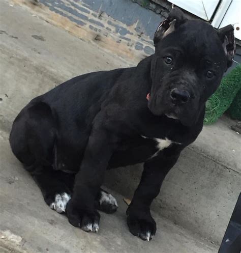 We did not find results for: Cane Corso puppy | Cane corso puppies, Cane corso, Italian ...