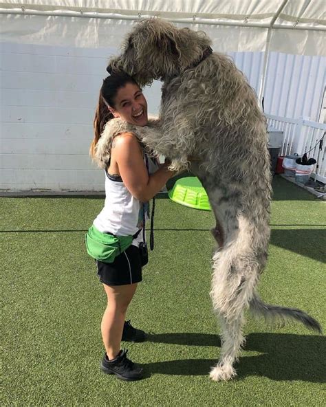 5 Instagram Pics That Show Just How Big And Great An Irish Wolfhound Is