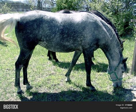 Dappled Grey Horses Image And Photo Free Trial Bigstock