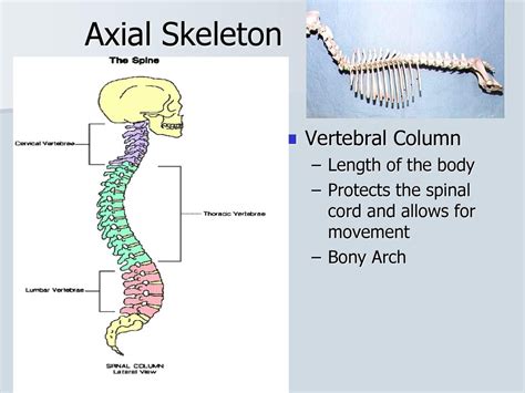 Axial And Appendicular Skeletons Ppt Download