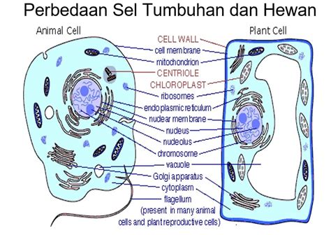 We did not find results for: Sel Hewan : Gambar, Bagian, Fungsi dan Strukturnya Lengkap