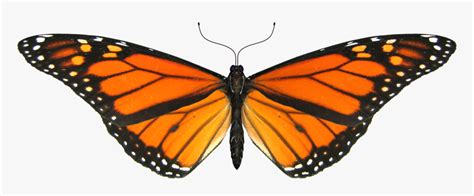See more ideas about butterfly gif, butterfly, beautiful butterflies. 14 Best Mariposas Images - Butterfly Animated Gif Png ...