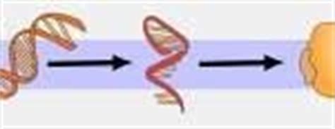 Diferencias Entre ADN Y ARN