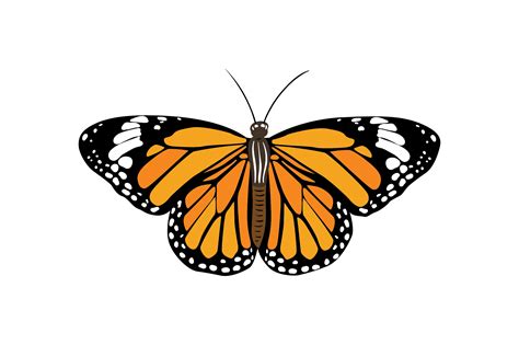Free Butterfly Silhouette SVG Files