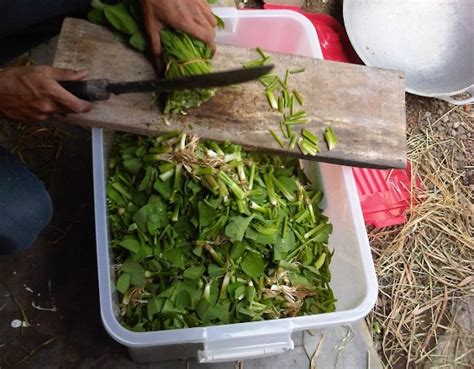 We did not find results for: Perbedaan Ayam Mutiara Jantan Dan Ayam Mutiara Betina