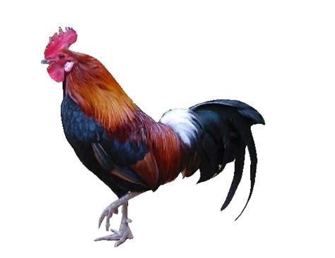 Animasi Ayam Goyang