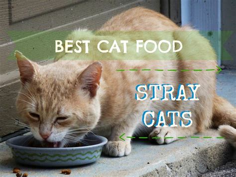 Protein deficiency, in particular, can cats can also get bored at mealtimes and tend to like variety in their meals. Best Cat Food for Strays - Fluffy Kitty