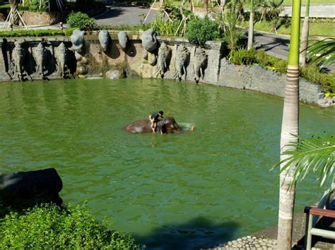 Maybe you would like to learn more about one of these? Kumpulan 29+ Mewarnai Gambar Hewan Dikebun Binatang - KataUcap