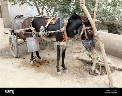 Donkey On The Street In Old Town Yarkant Yarkant County Xinjiang