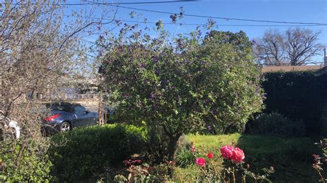 Check spelling or type a new query. I could Please use Some Help identifying this Tree ...