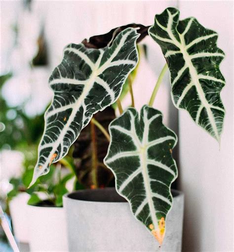 Alocasia Amazonica Hazte Con La Tuya Y Aprende A Cuidarla