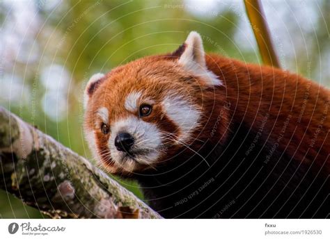 Red Panda Nature Animal A Royalty Free Stock Photo From Photocase