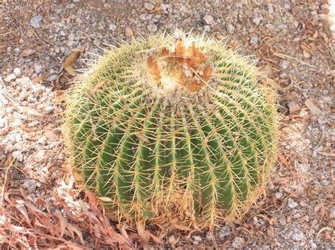 Diy network showcases how to get a holiday cactus to bloom, including tips for both thanksgiving cactus and christmas cactus form flower buds as a result of day length and temperature. Echinocactus Grusonii (Golden Barrel) - Global Desert ...