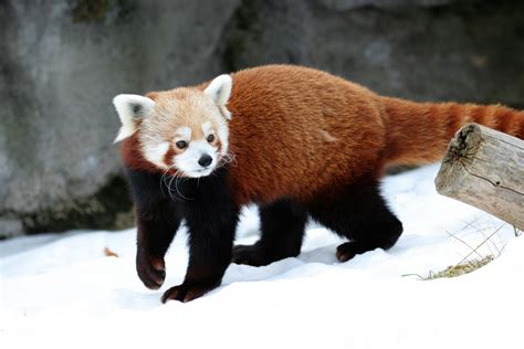 Red Panda Cat Free Image Download