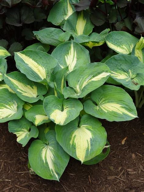 € 8,00 per unit / size 1,5l. Plantain Lily Hosta Dream Queen from Growing Colors