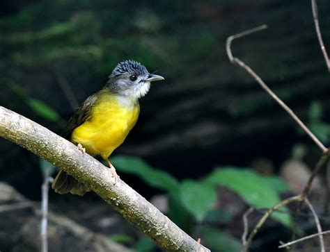 It can be found in the forest, along the road in the taman negara or national park. The Life Journey in Photography: Yellow -bellied Bulbul ...
