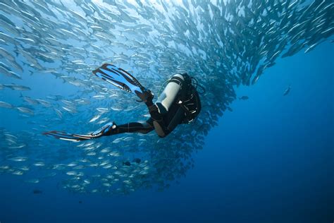 Best Dive Trips Package In Bali Indonesia Alpha World Diving