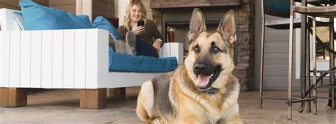 We provide version 1.5, the latest selecting the correct version will make the dog training app work better, faster, use less battery power. Dog Training Goes Digital: New Remote Training Collar and ...