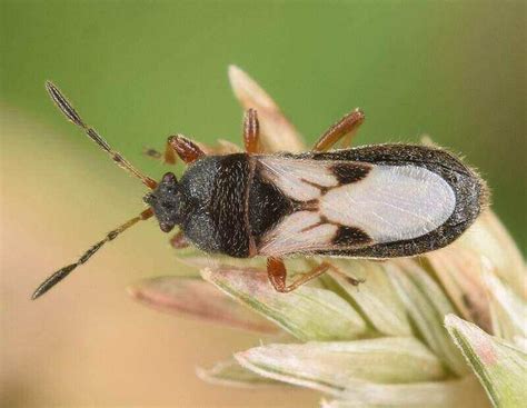 What Are Chinch Bugs And How To Get Rid Of Them