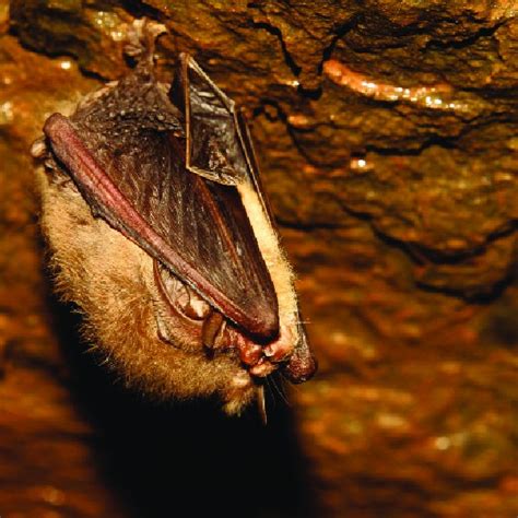 Photograph Of An Ozark Big Eared Bat Colony In Devils Den State Park Download Scientific