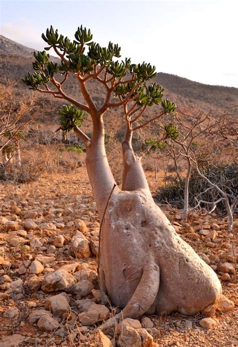 Traduzione di uniche al mondo in inglese. L'isola di Socotra, dove molte piante sono uniche al mondo