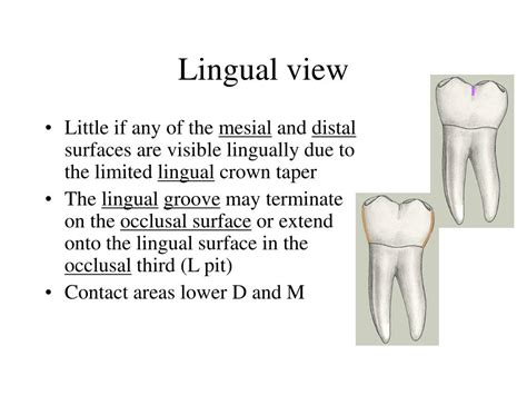 Ppt Permanent Mandibular Molars Powerpoint Presentation Free