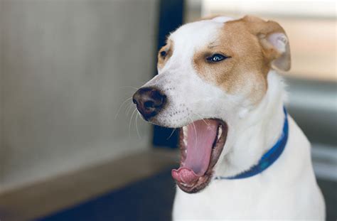 Dogs Licking Lips And Yawning