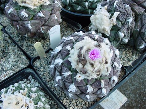 Dear friends of cacti, thank you for visiting little gerardo´s nursery website. Ariocarpus
