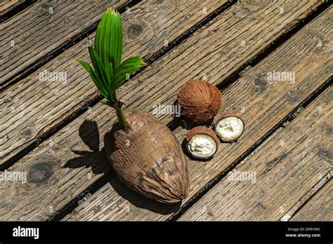 Various Stages Of Coconut Coconut With Young Sprout Sits Next To