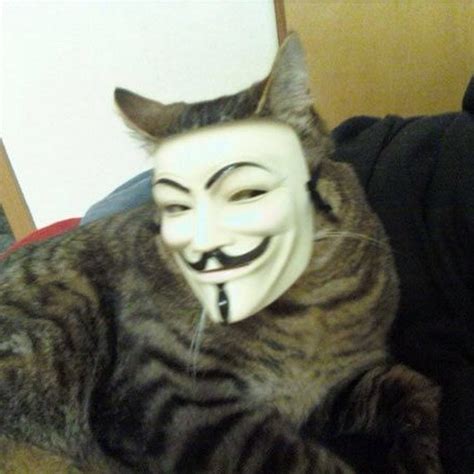 Anonymous Cat Youtube