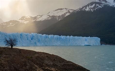 Lonely Tree And Perito Moreno Glacier Parque Nacional Los Glaciares