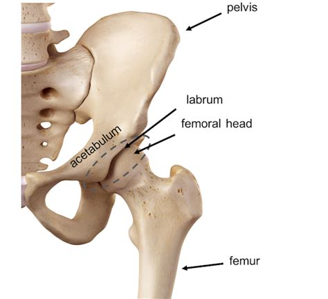The female pelvis is slightly different from the male pelvis. Pelvis Hip anatomy