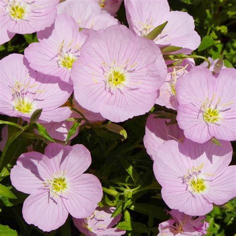 The plants can grow to over 3 feet tall, with leaves of 6 inches, stalks over 8 inches long, and flowers with a diameter of 2 to 3 inches. Showy Evening Primrose Seeds - Oenothera speciosa
