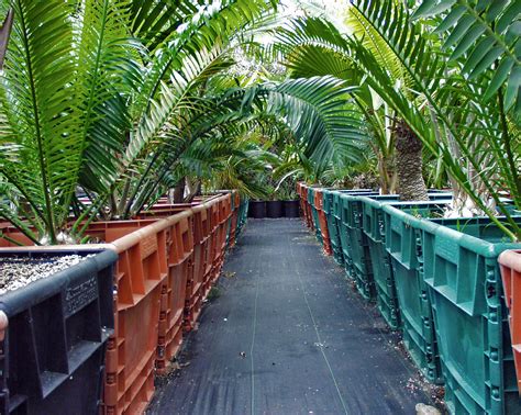 Palm Tree Cycad And Tropical Plant Nursery San Diego Ca