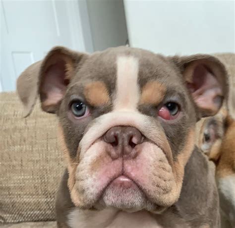 32 Best Pictures Cherry Eye Bulldog Surgery Cost Prolapsed Third