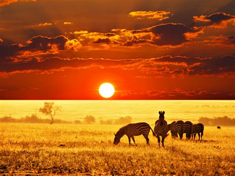 Zebras are several species of african equids, united by their distinctive black and white striped. Beautiful Savanna Wallpaper | Full HD Pictures