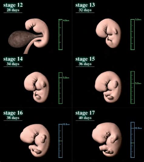 Human Embryo Development Stages