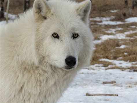 Arctic Wolfdog Wolf Free Photo On Pixabay