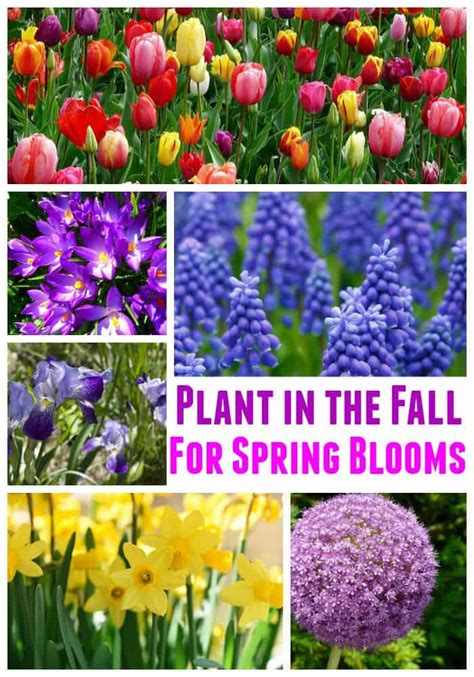 Best Fall Bulbs For Spring Blooms And Vibrant Colors