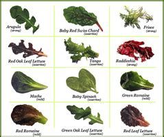 With all the different types of salad greens available, boring salads are a thing of the past. Kosher Woman | What Are Flavanoids